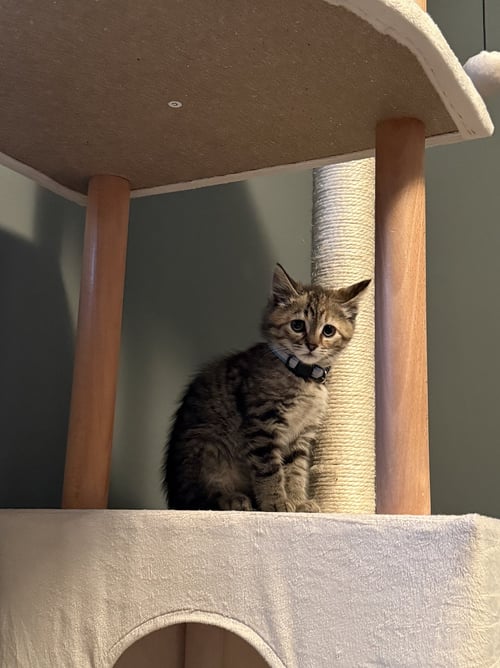 GUPPY - Domestic Medium Hair available for adoption