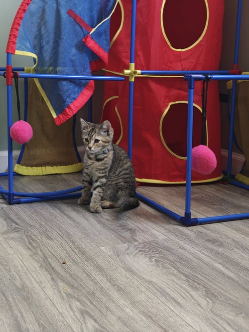 GUPPY - Domestic Medium Hair available for adoption