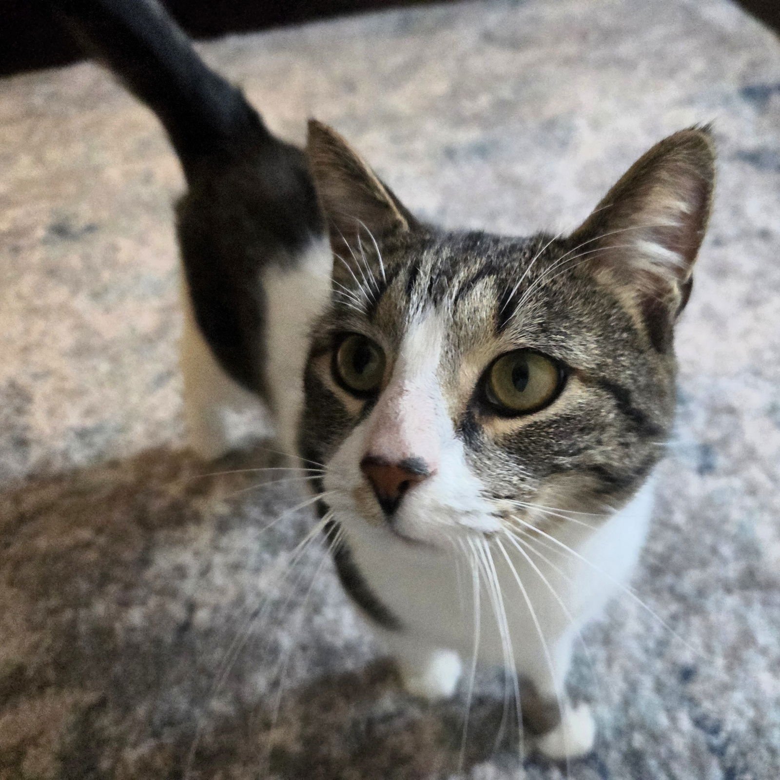 NELSON - Domestic Short Hair available for adoption