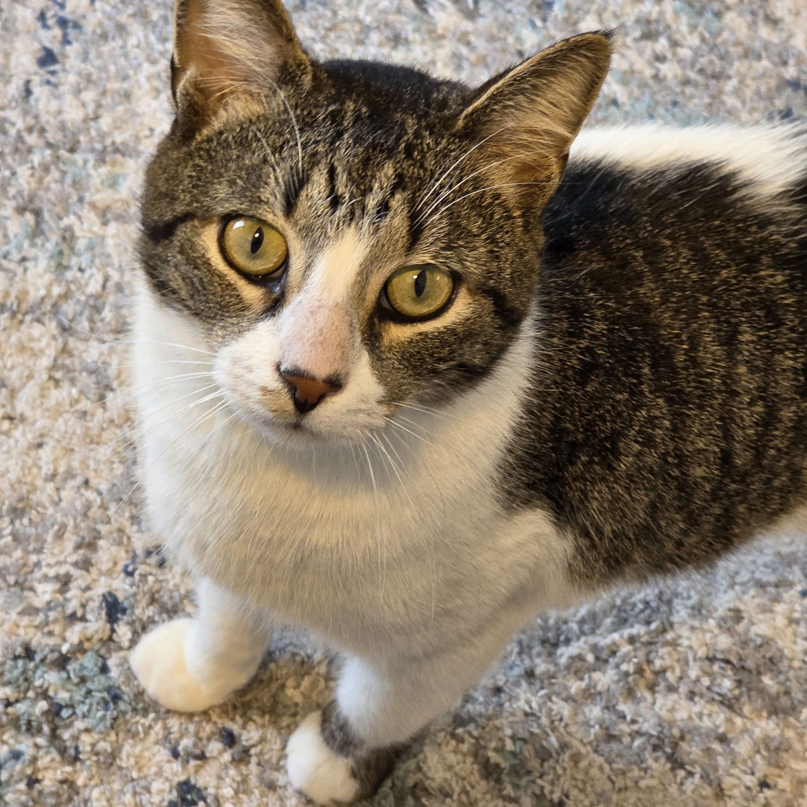 NELSON - Domestic Short Hair available for adoption