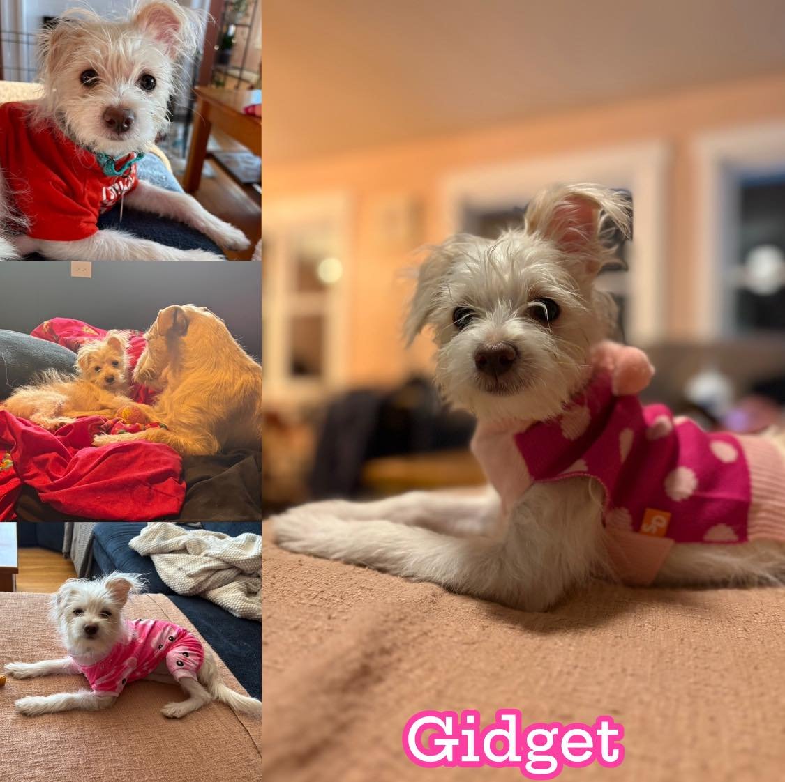 GIDGET - Yorkshire Terrier Yorkie / Poodle (Miniature) available for adoption