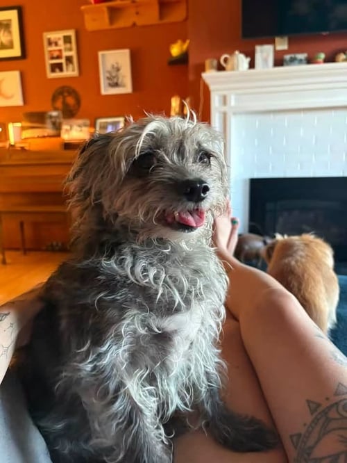 LUNA - Yorkshire Terrier Yorkie available for adoption