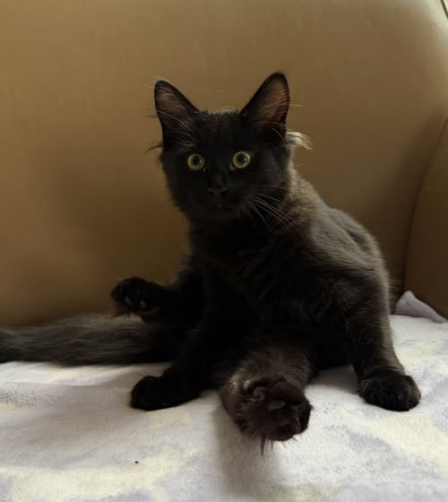 AGATHA CHRISTIE - Domestic Medium Hair available for adoption