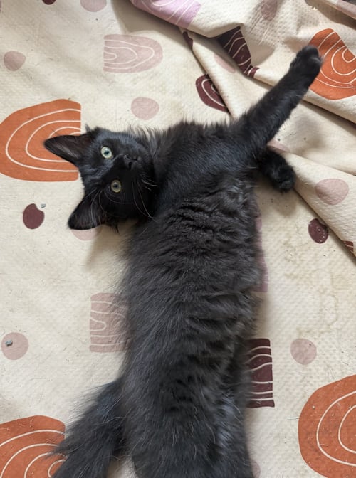 AGATHA CHRISTIE - Domestic Medium Hair available for adoption