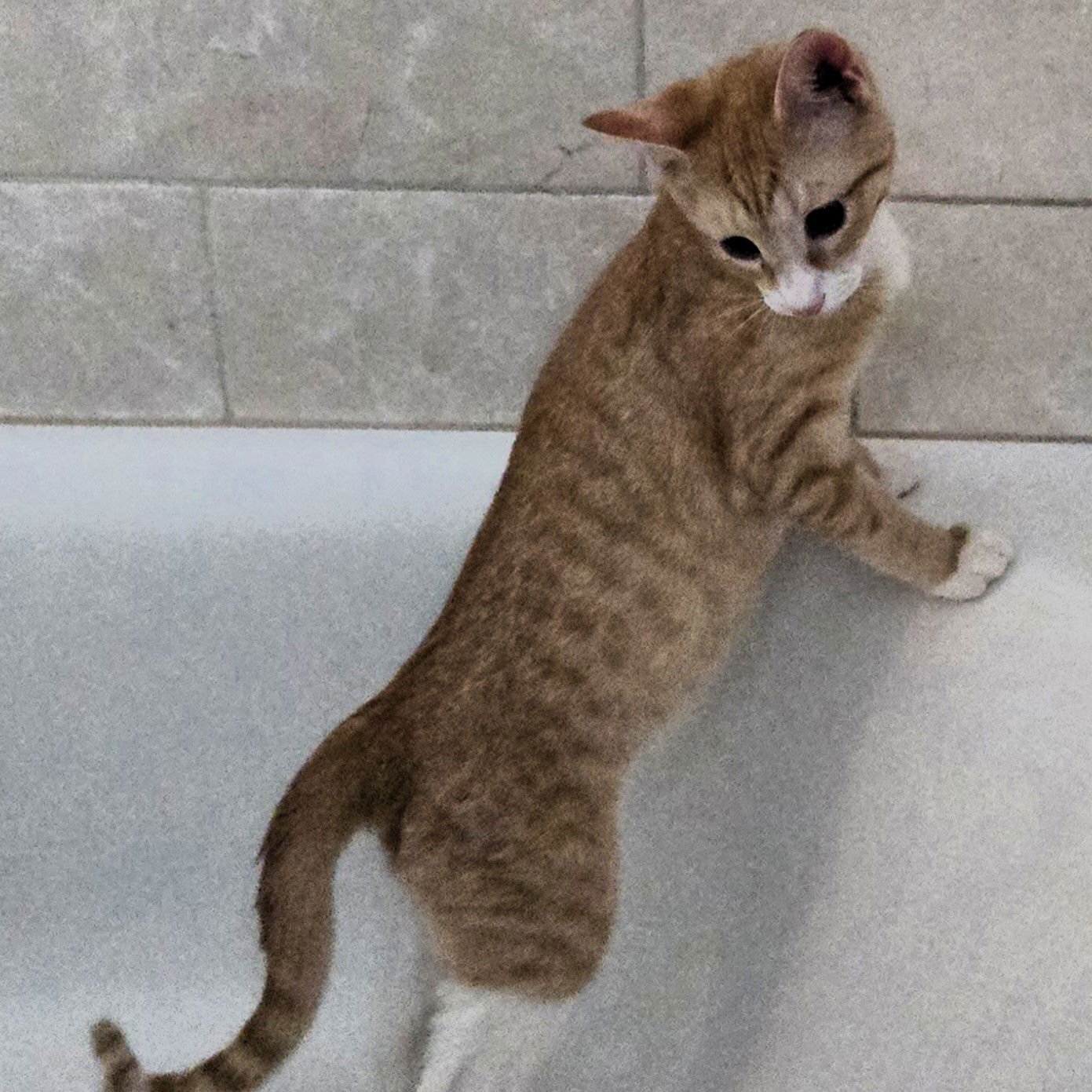 LITTLE RED - Domestic Short Hair available for adoption