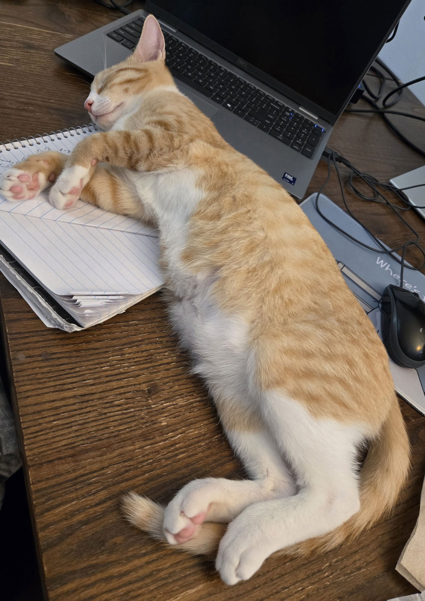 LITTLE RED - Domestic Short Hair available for adoption