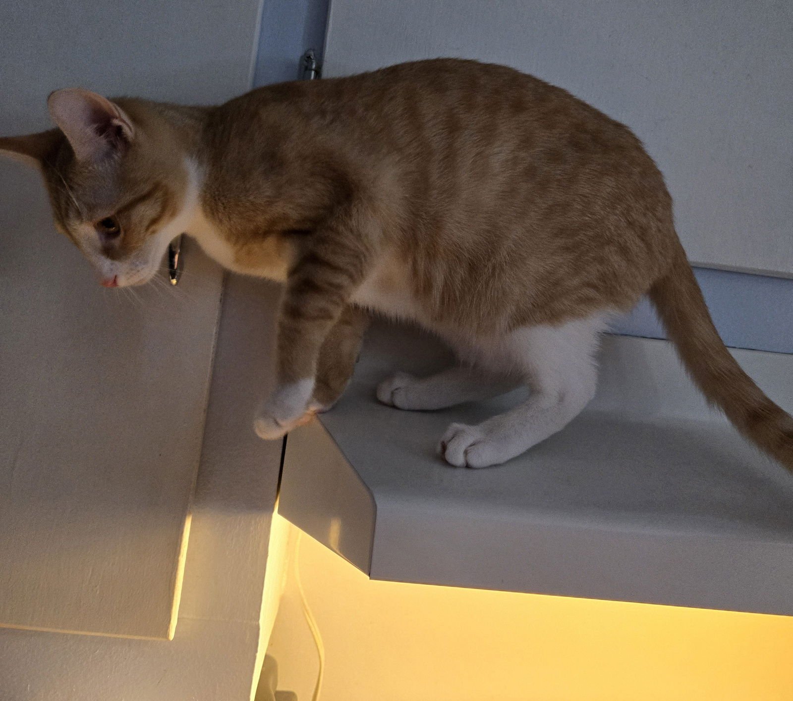 Little Red - Photo 3