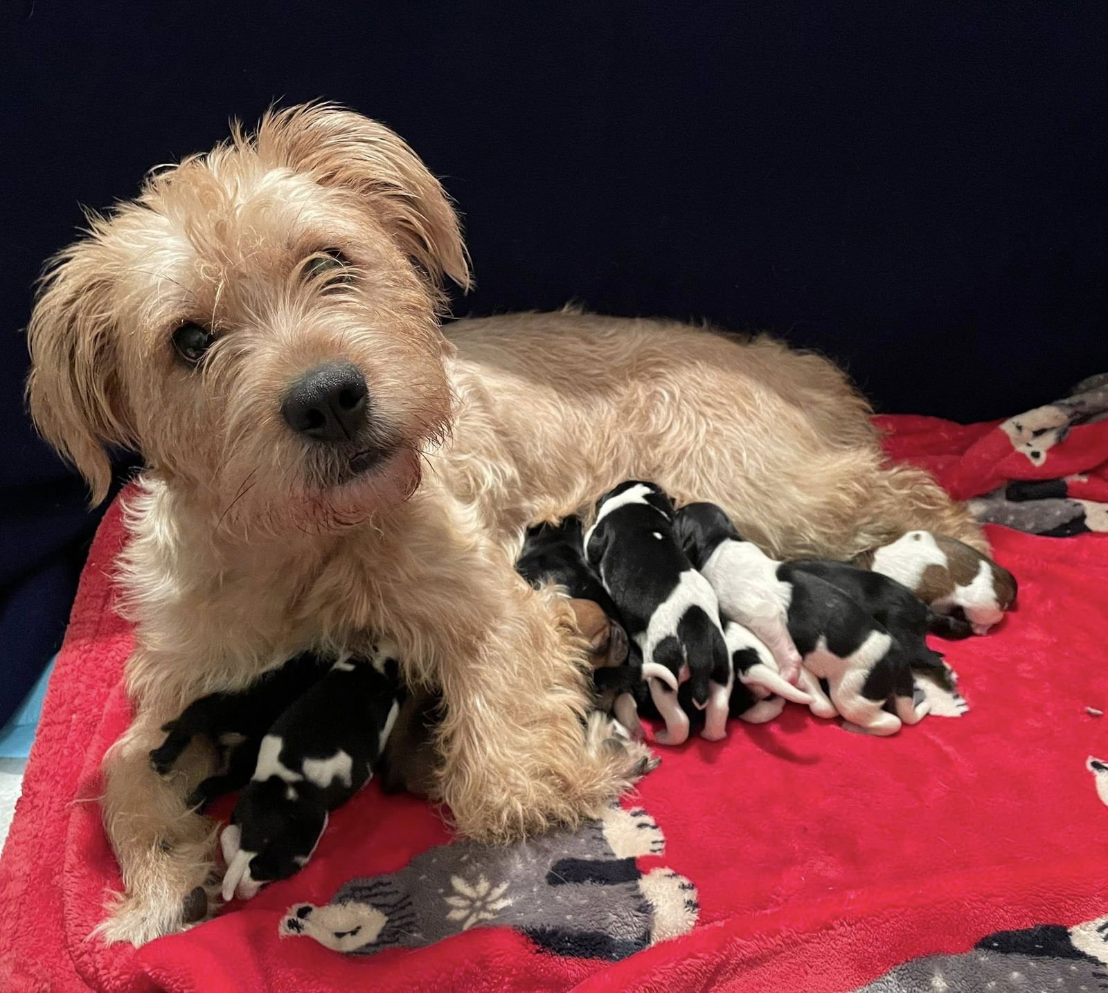 SAGE - Terrier / Bulldog available for adoption