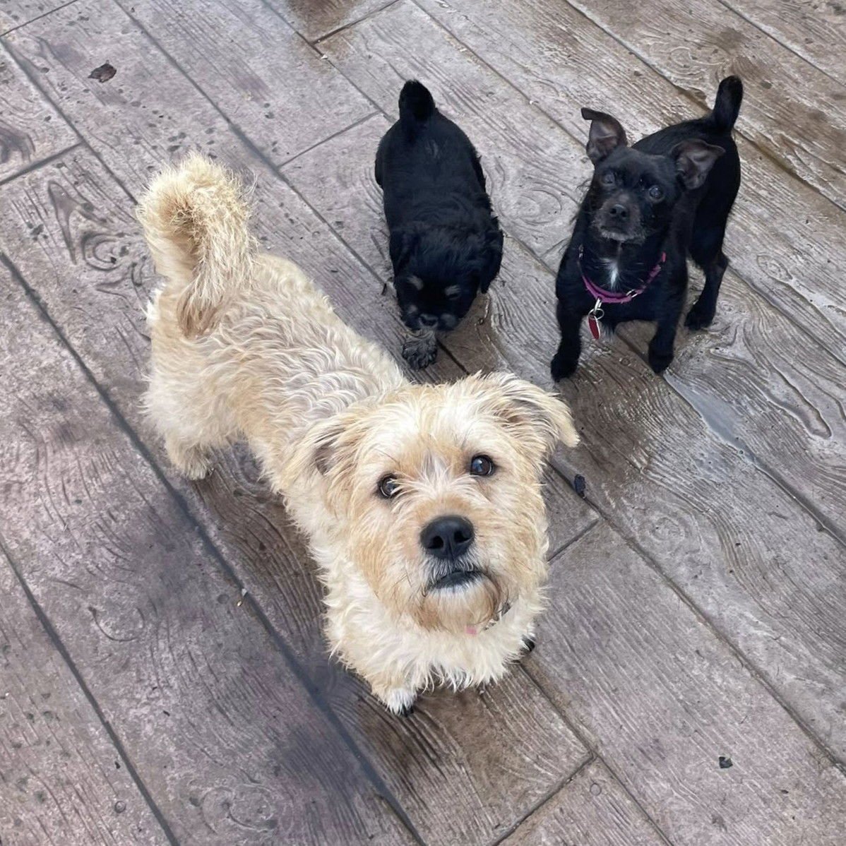 SAGE - Terrier / Bulldog available for adoption