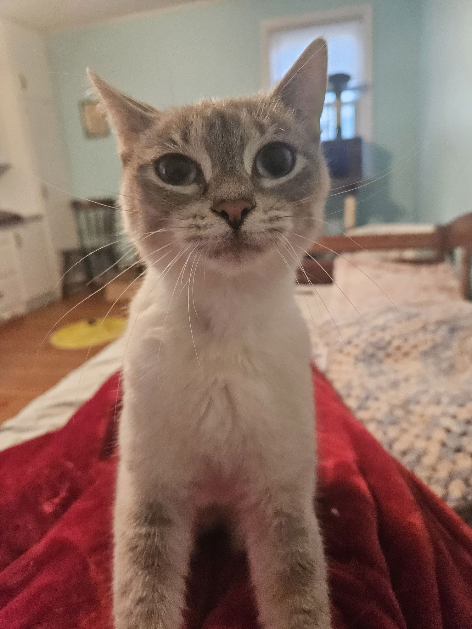 SNOWBALL - Domestic Short Hair available for adoption