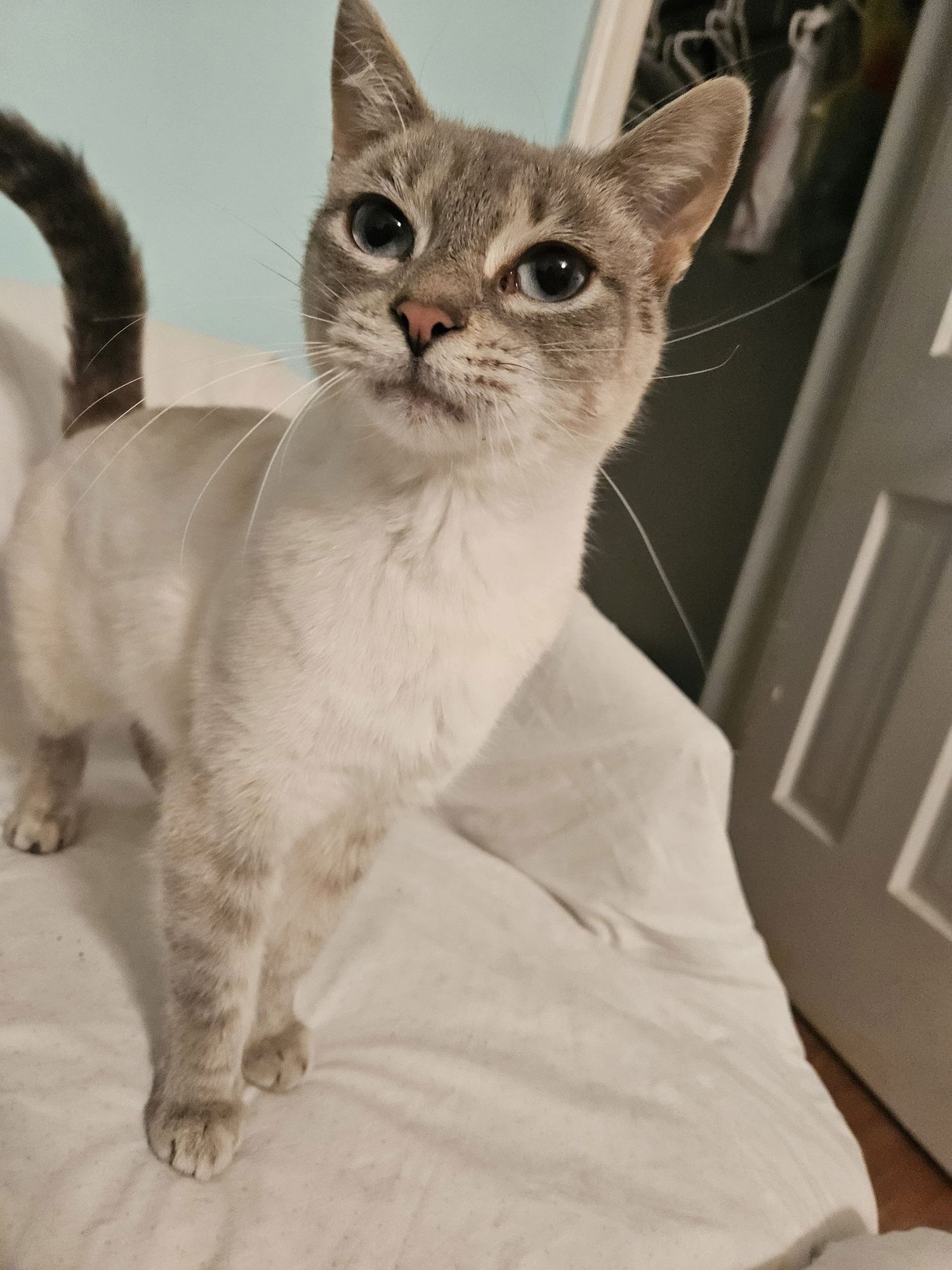 SNOWBALL - Domestic Short Hair available for adoption