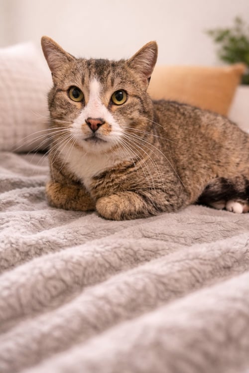 RICHIE - Domestic Short Hair available for adoption