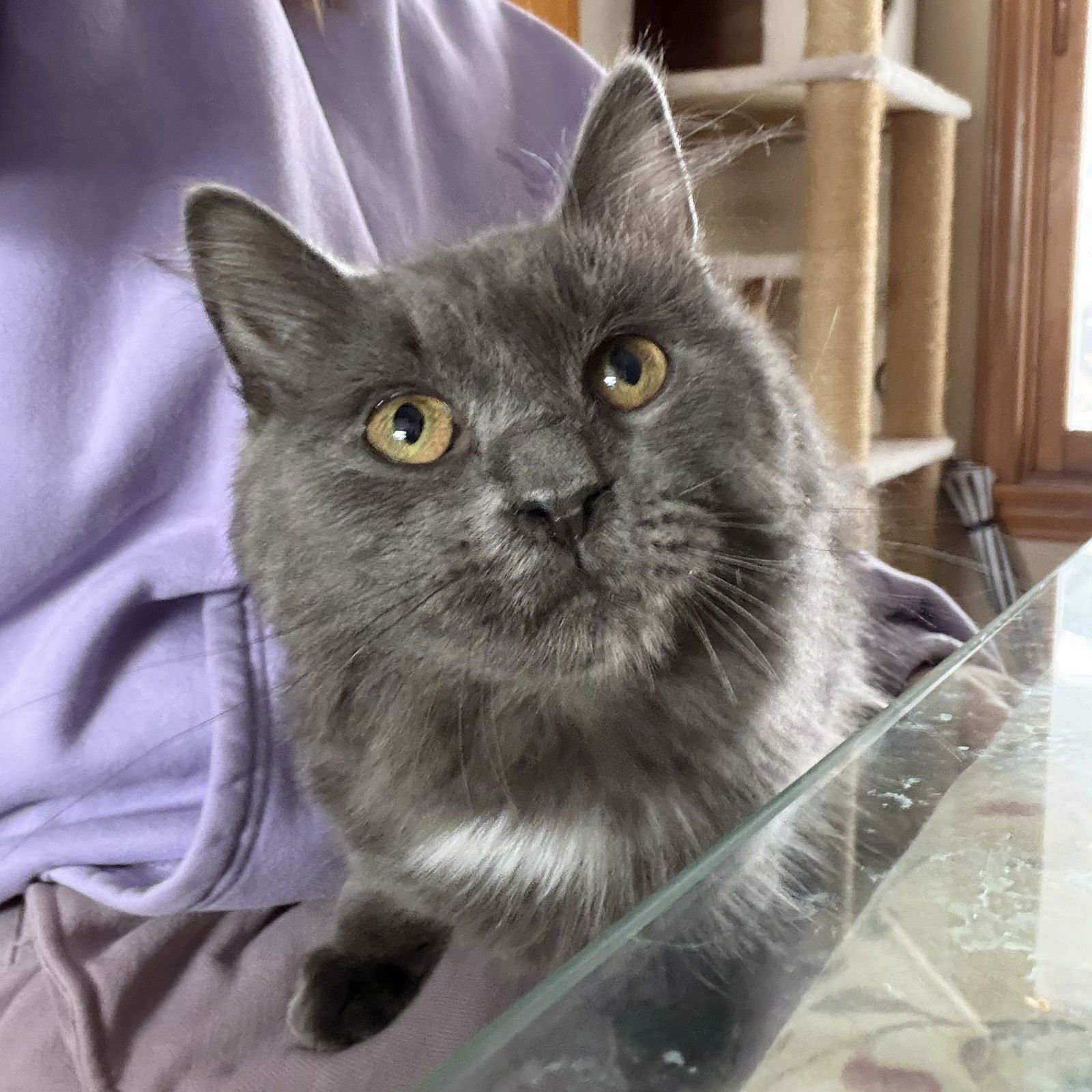 MATILDA - Domestic Short Hair available for adoption