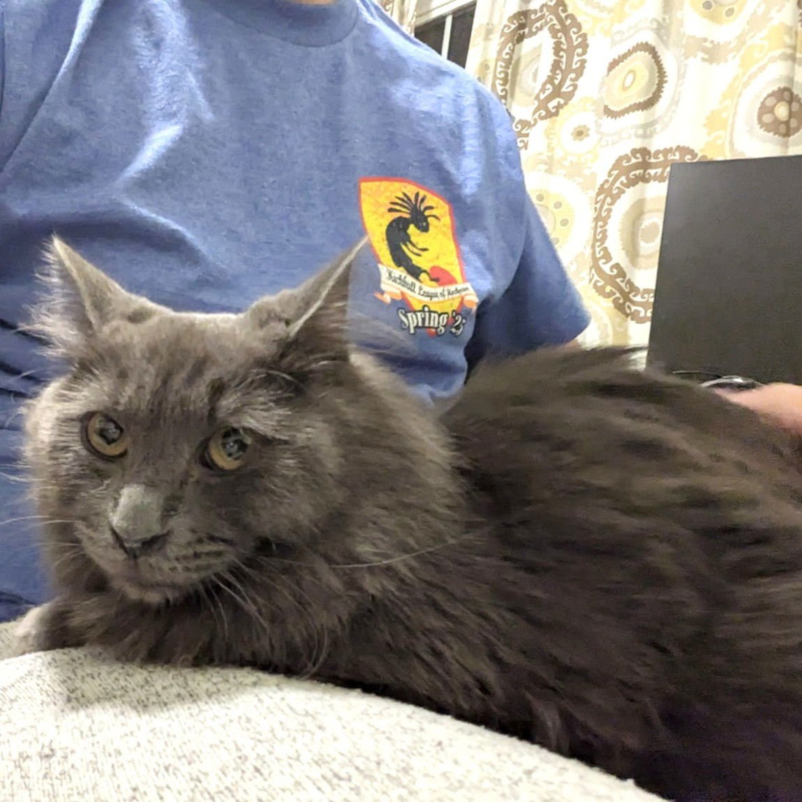 MATILDA - Domestic Short Hair available for adoption