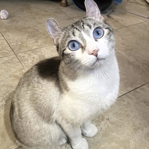 PURRL - American Curl available for adoption