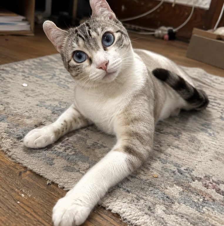Purrl Image