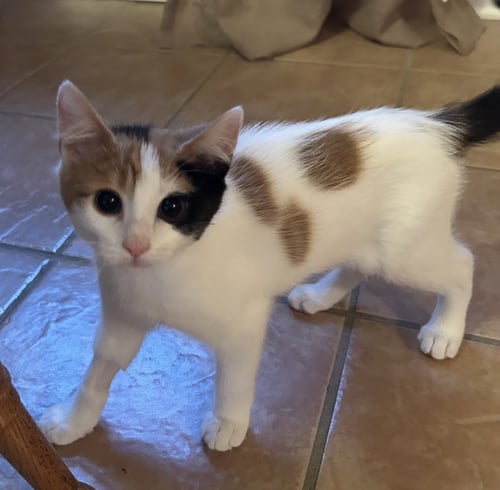 TWYLA - Domestic Short Hair available for adoption