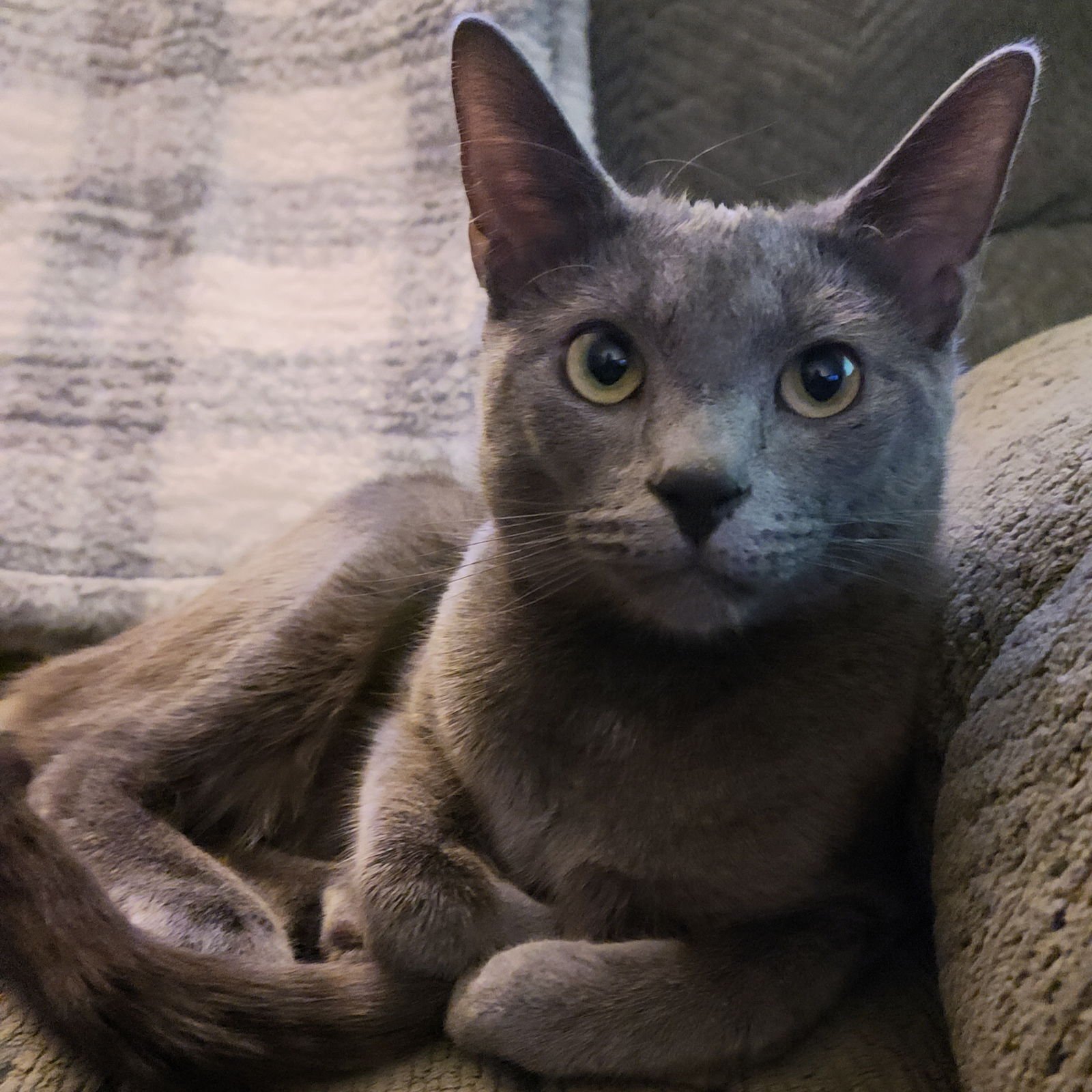 MALONE - Domestic Short Hair available for adoption