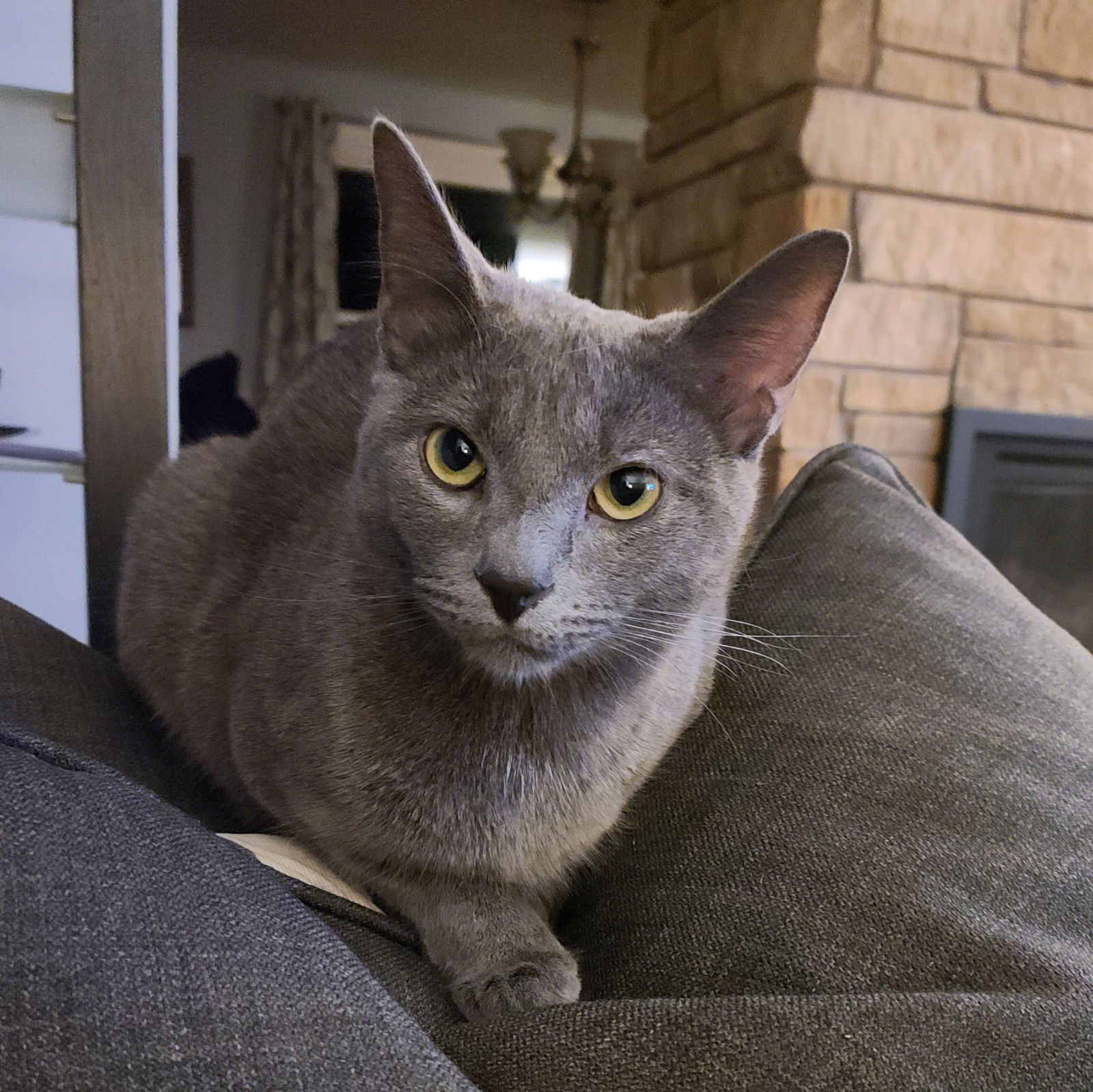 MALONE - Domestic Short Hair available for adoption