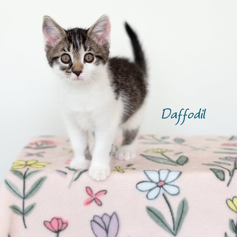 Daffodil Image