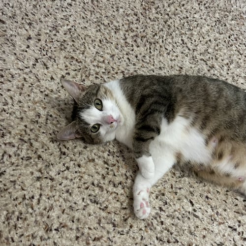 JANA LEE - Domestic Short Hair available for adoption