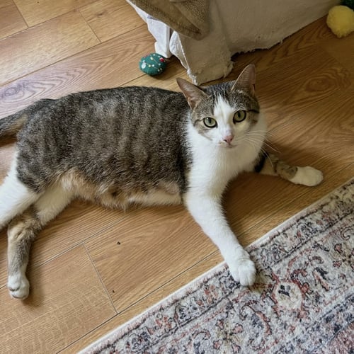 JANA LEE - Domestic Short Hair available for adoption