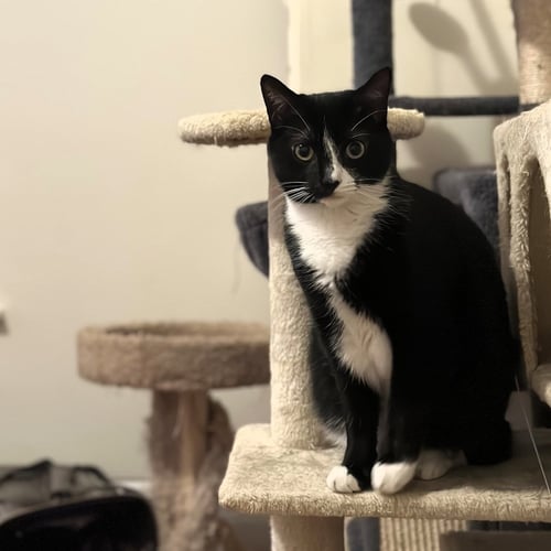PHANTOM - Domestic Short Hair available for adoption