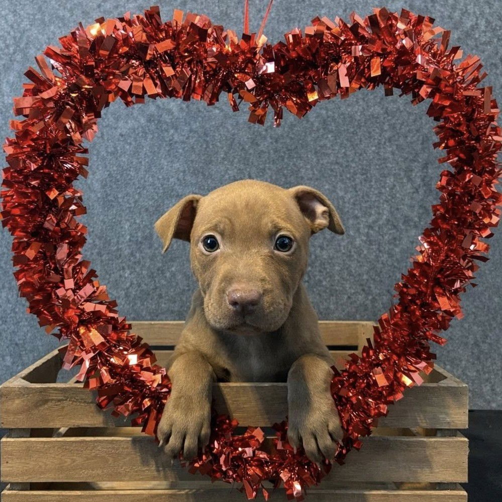 WRANGLER - Pit Bull Terrier available for adoption