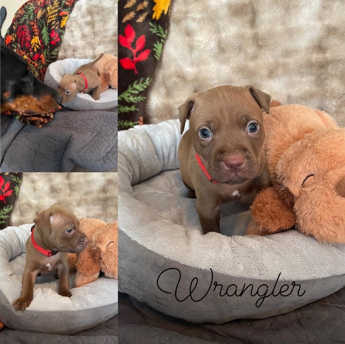 WRANGLER - Pit Bull Terrier available for adoption