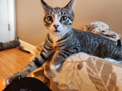 ORION - Domestic Short Hair available for adoption