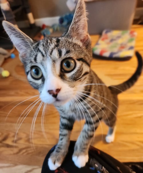 ORION - Domestic Short Hair available for adoption