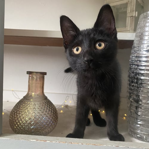 MISSIE - Domestic Short Hair available for adoption