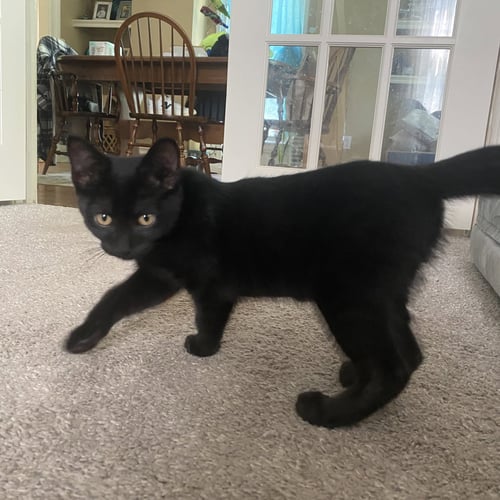 MISSIE - Domestic Short Hair available for adoption