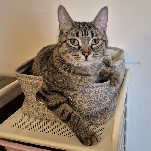 MAPLE BROWNIE - Domestic Short Hair available for adoption