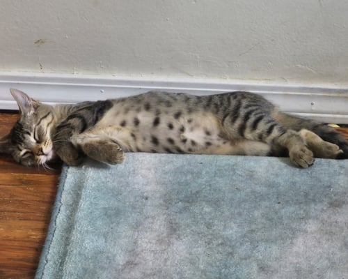 MAPLE BROWNIE - Domestic Short Hair available for adoption