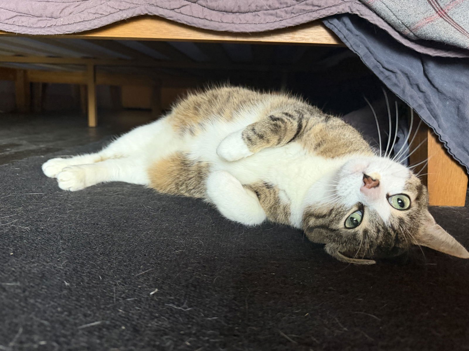 PETUNIA - Domestic Short Hair available for adoption