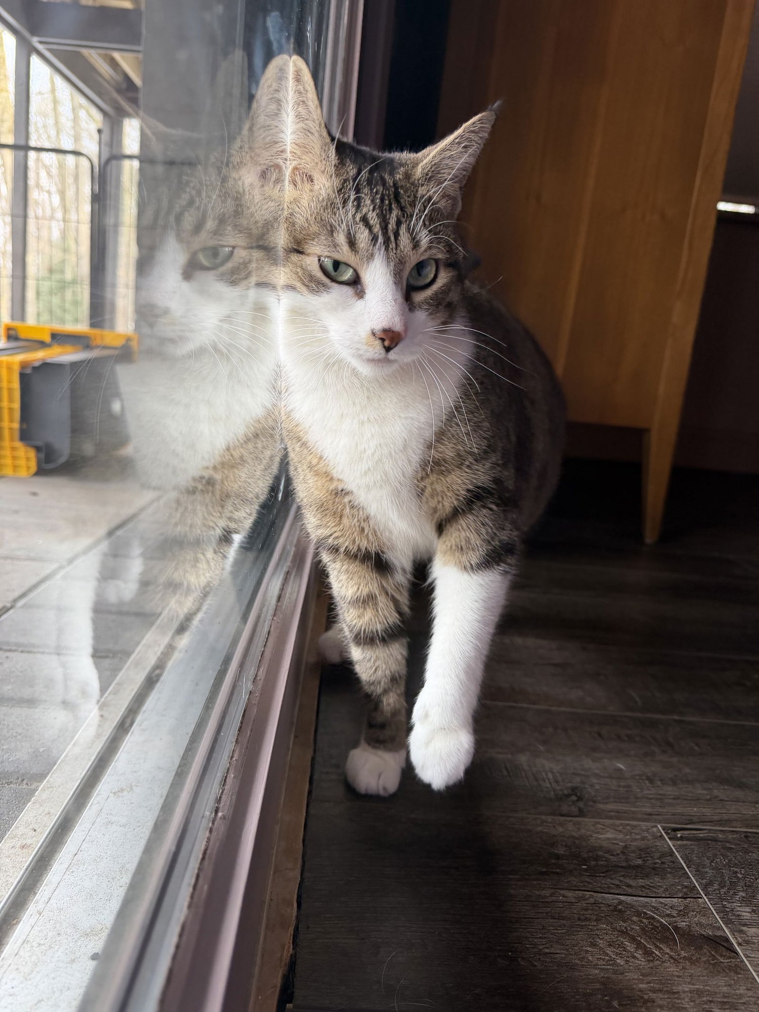 PETUNIA - Domestic Short Hair available for adoption