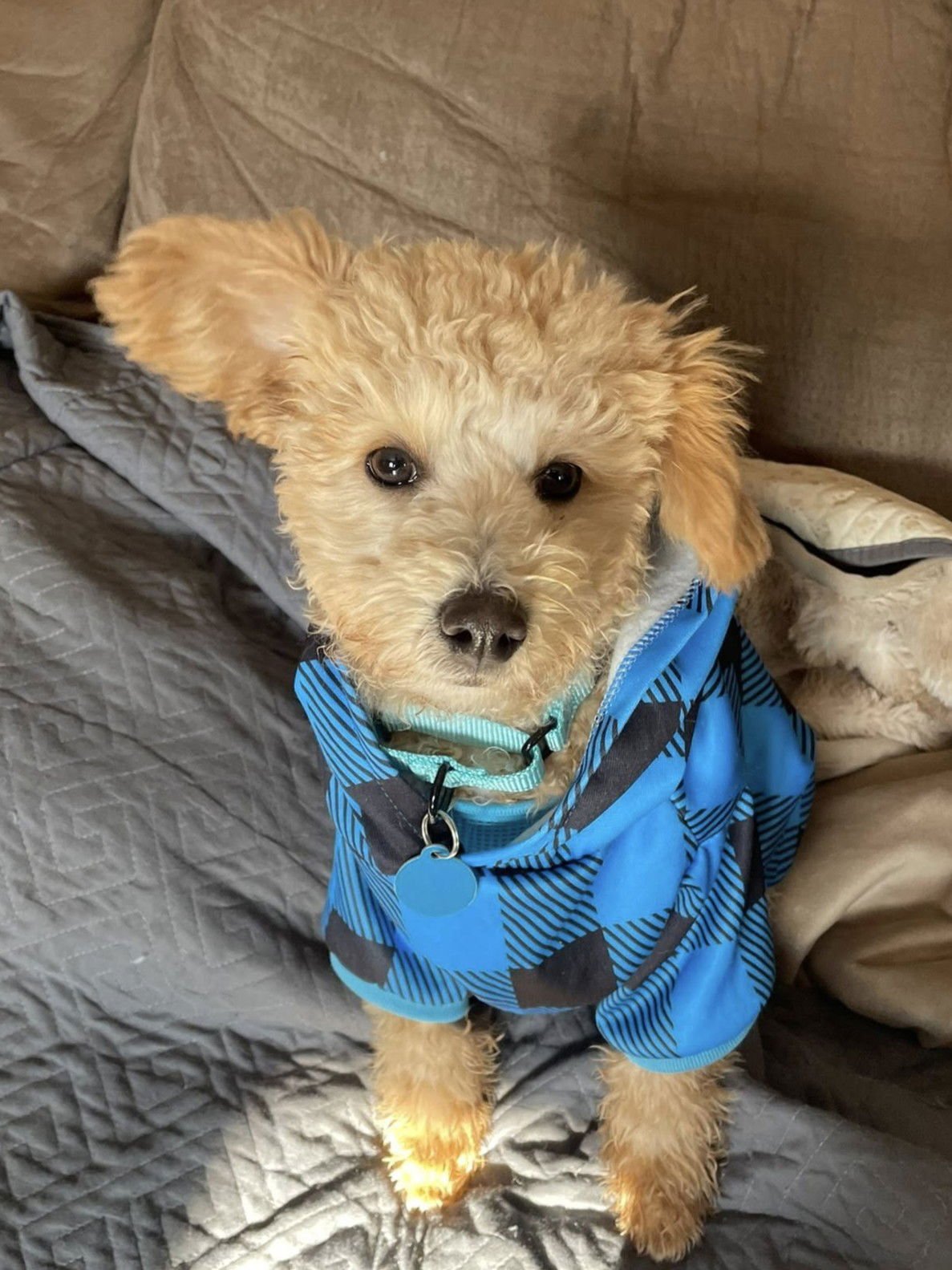 FONZIE - Pomeranian / Poodle (Miniature) available for adoption