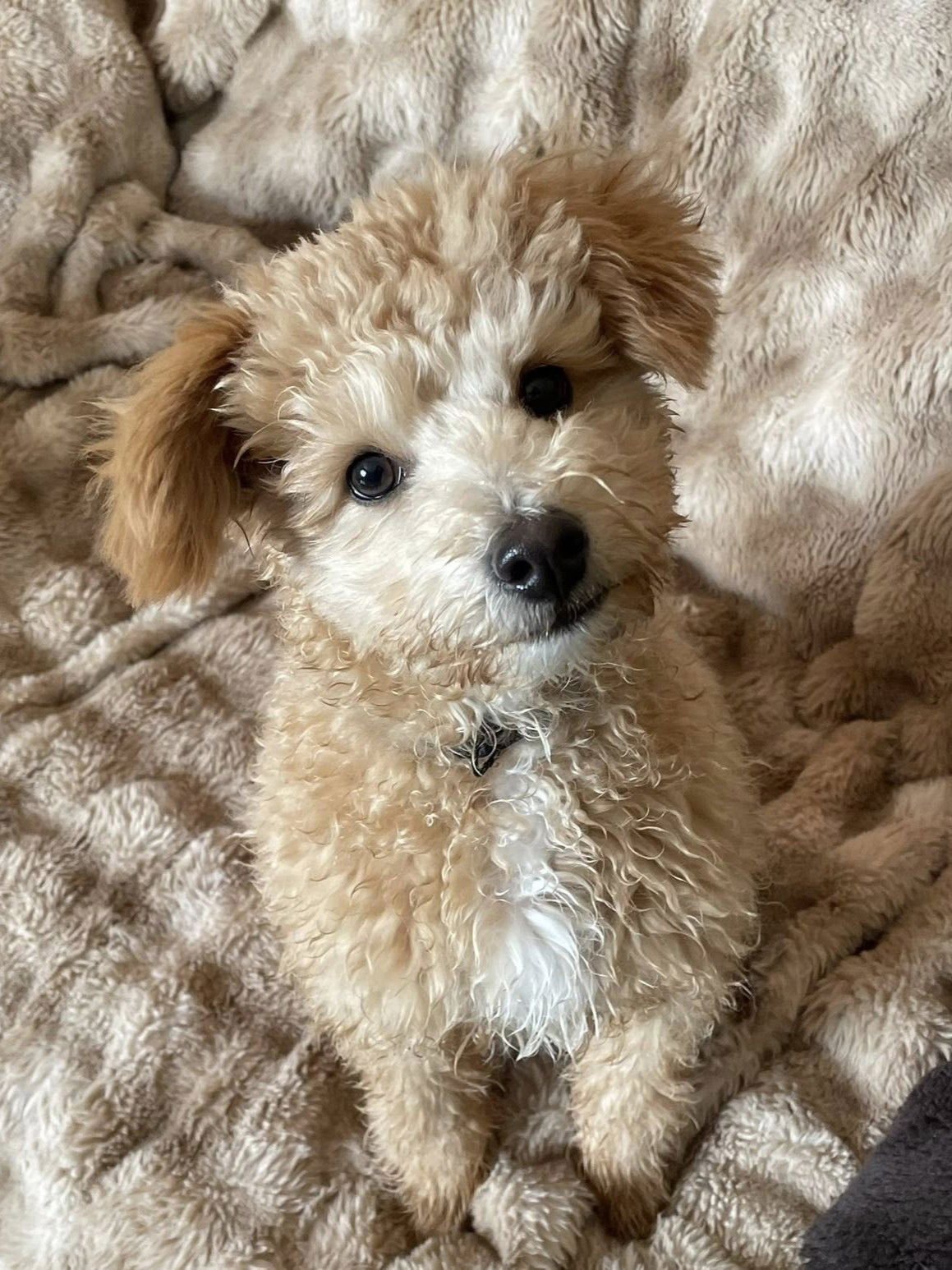 FONZIE - Pomeranian / Poodle (Miniature) available for adoption