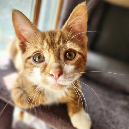 ABEDNEGO - Domestic Short Hair available for adoption