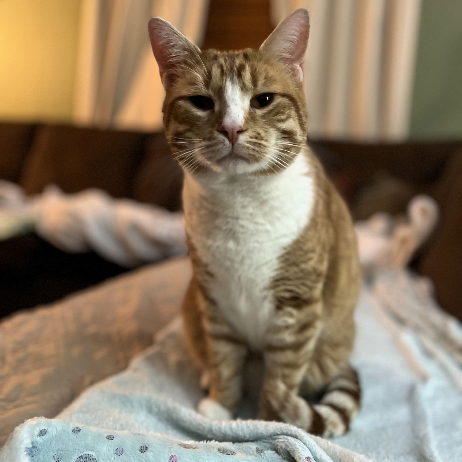 JULIUS - Domestic Short Hair available for adoption