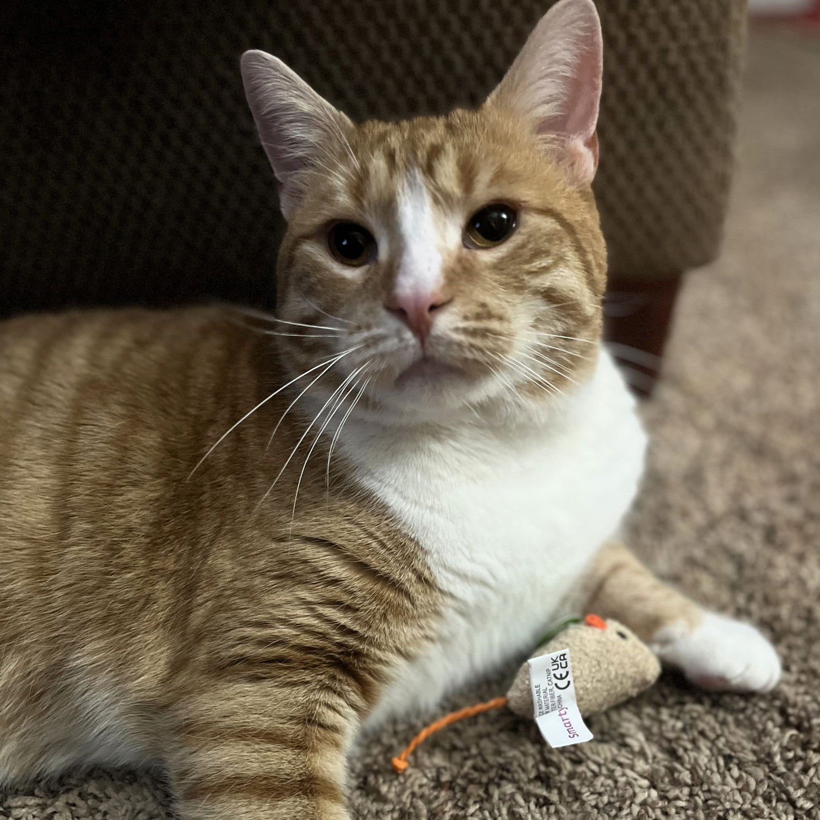 JULIUS - Domestic Short Hair available for adoption