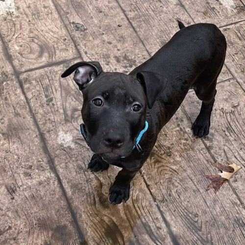 WADE - Pit Bull Terrier available for adoption