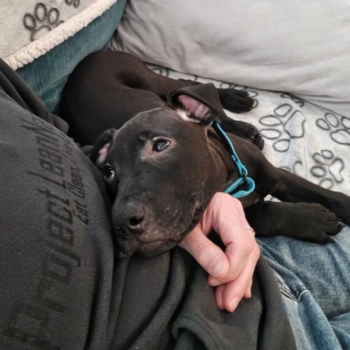 WADE - Pit Bull Terrier available for adoption