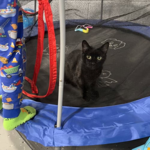 MARY - Domestic Short Hair available for adoption