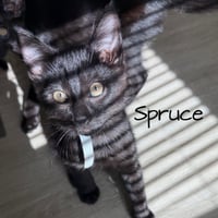 Spruce - Photo 2
