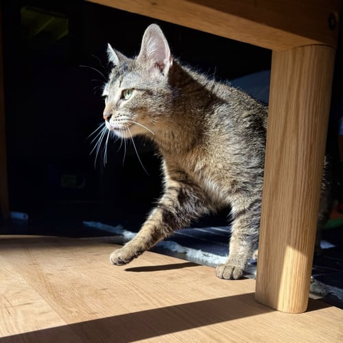 SPARKS - Domestic Short Hair available for adoption