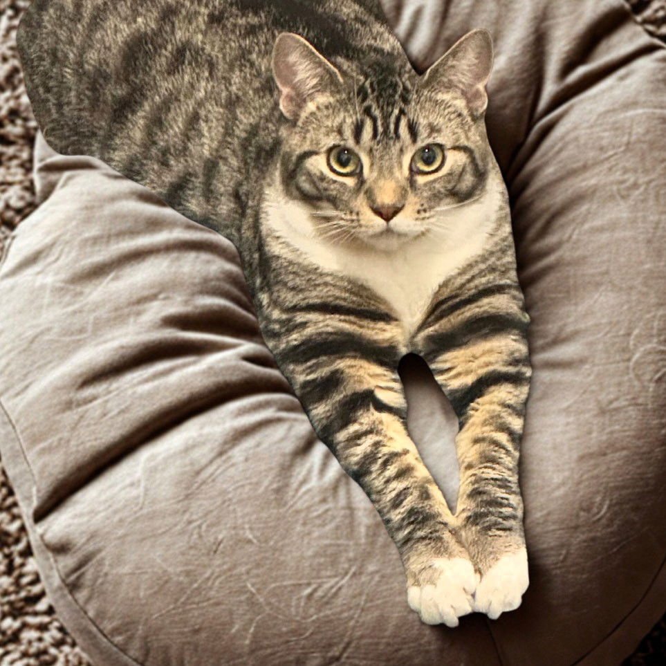 ARCHIE - Domestic Short Hair available for adoption