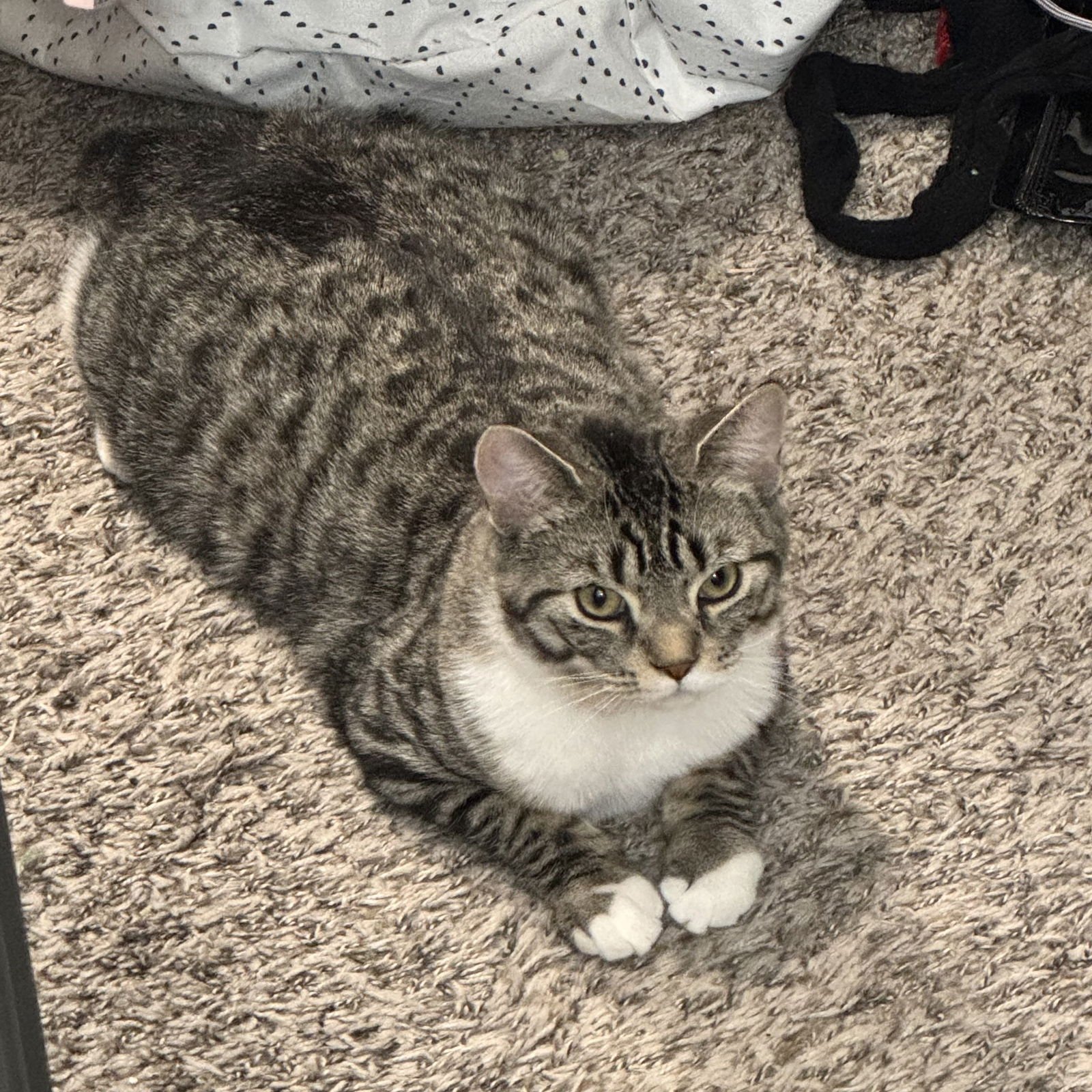 ARCHIE - Domestic Short Hair available for adoption