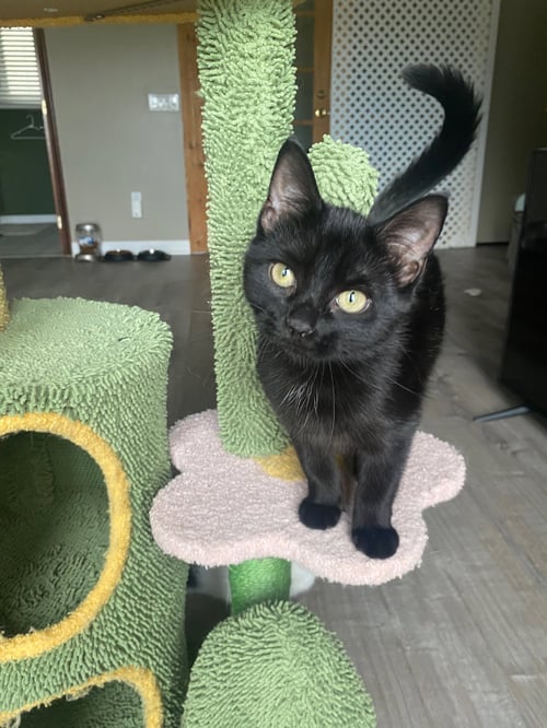 ROSA - Domestic Short Hair available for adoption